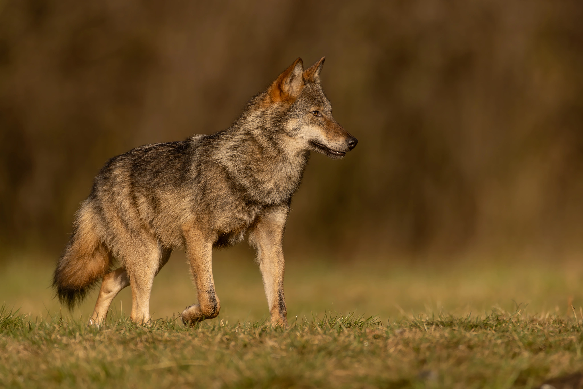White-tailed Eagle Expedition gallery image 4